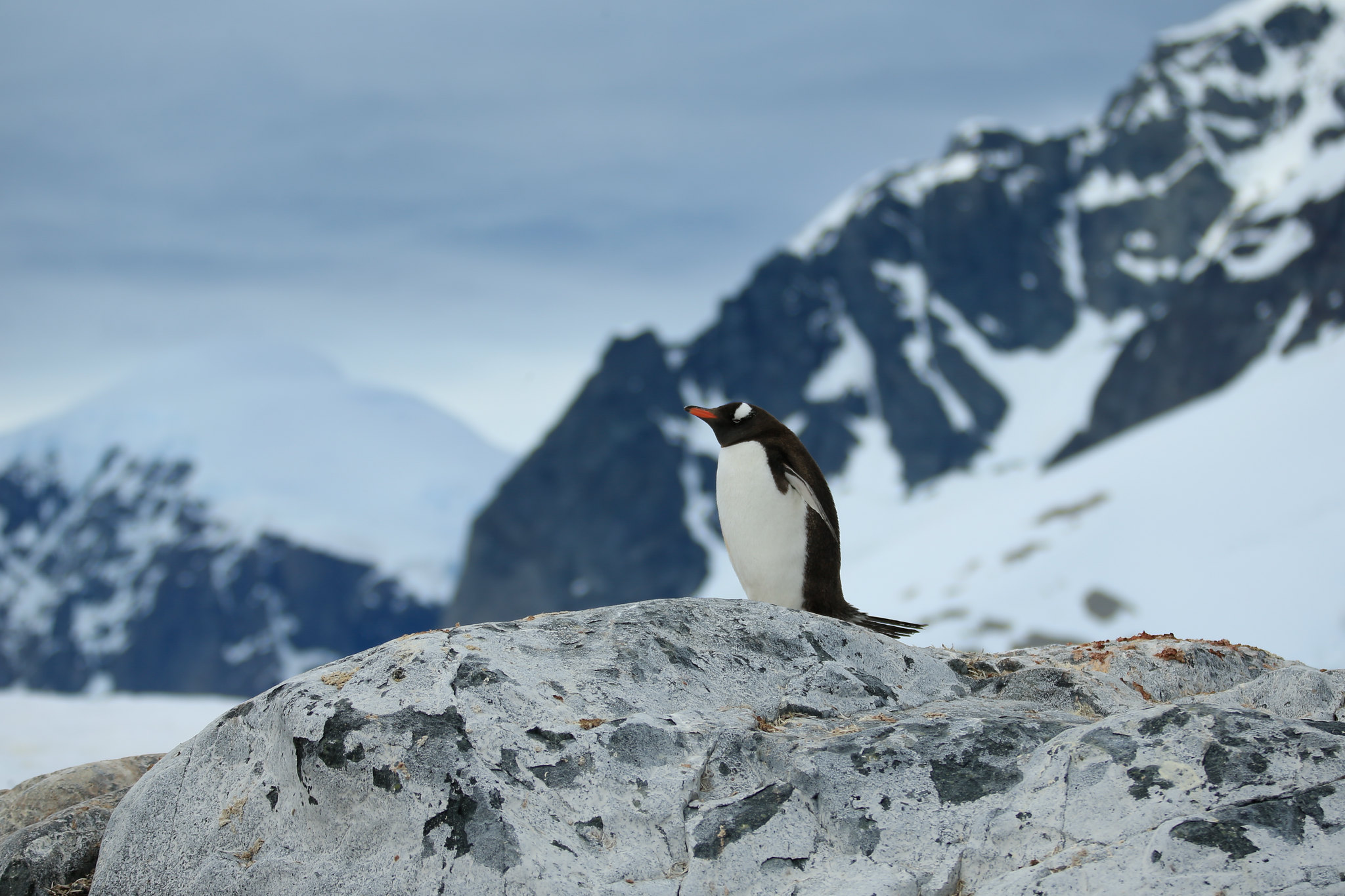 antarctique, antarctica, penguin, manchot, paysage, froid, ice, cold
