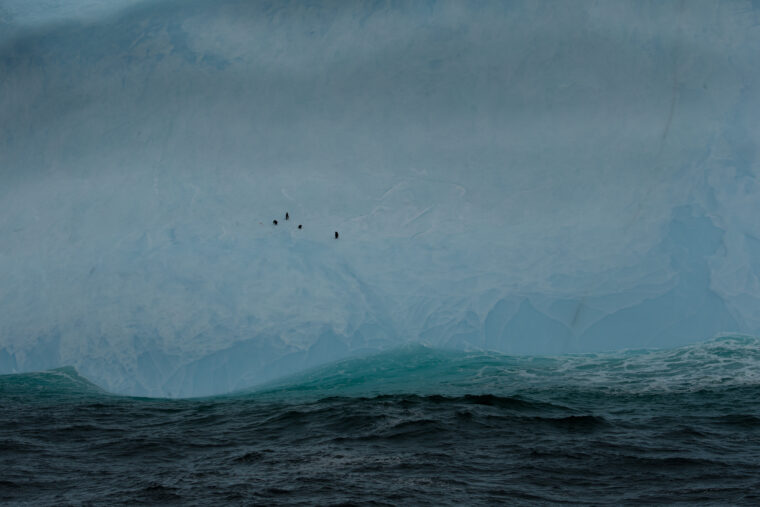 antarctique iceberg manchots sarah guillaumin haddad