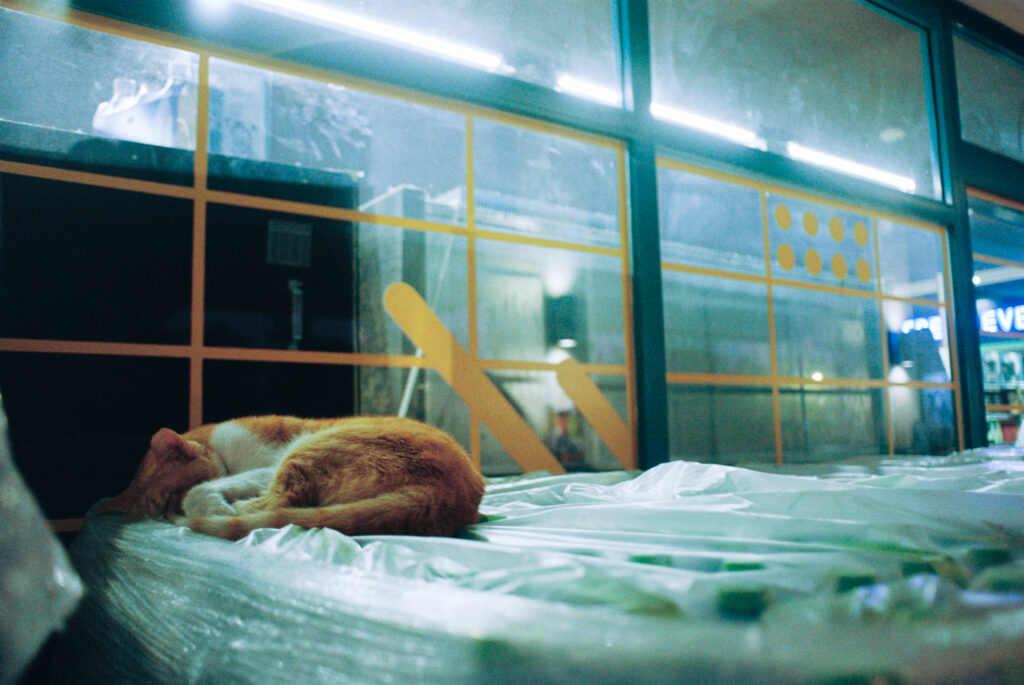 saguilha, cat, photo, 35mm